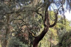 TVE-excursie-pinetum11