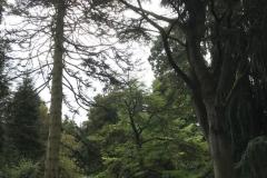 TVE-excursie-pinetum7