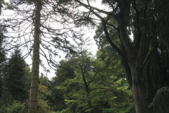 TVE-excursie-pinetum07