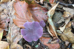 Themadag 2024 excursie3 Echobos