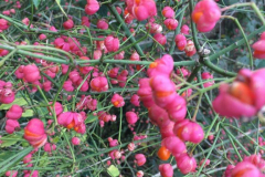 Themadag 2024 excursie3 Echobos